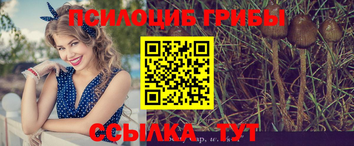 Воркута  Галлюциногенные грибы Psilocybine cubensis  как найти   Вход с VPN 